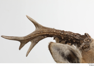 European roe deer antler head 0026.jpg